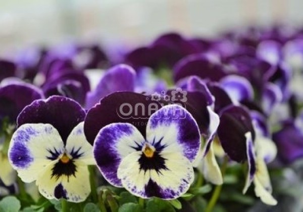 Viola cornuta Twix Purple Face