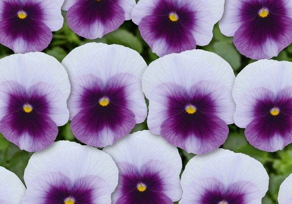 Viola cornuta Twix Purple Frost