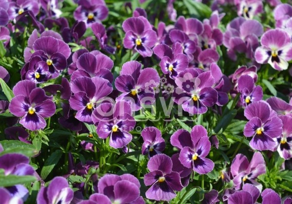 Viola cornuta Twix Raspberry