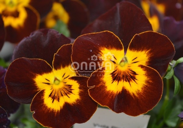 Viola cornuta Twix Red and Yellow