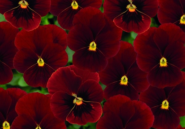 Viola cornuta Twix Red