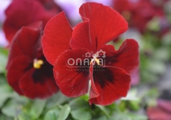 Viola cornuta Twix Red with Eye