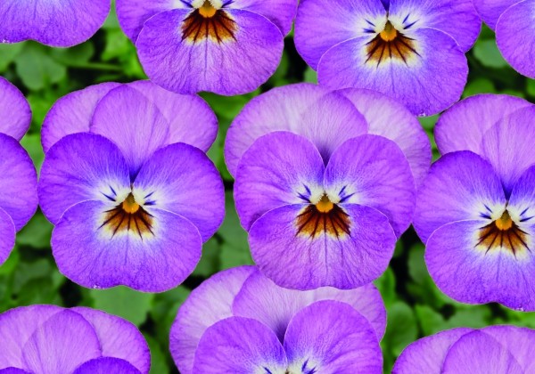 Viola cornuta Twix Rose Face