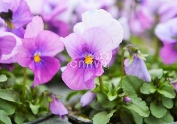 Viola cornuta Twix Rose Frost