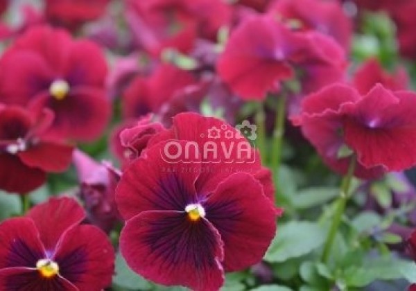 Viola cornuta Twix Rose with Eye