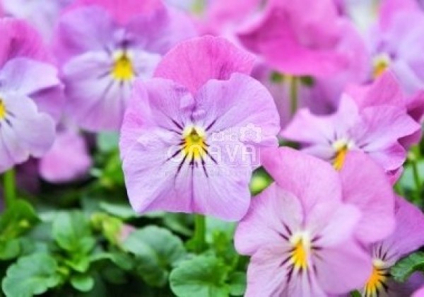 Viola cornuta Twix Rosy