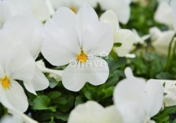 Viola cornuta Twix Snow