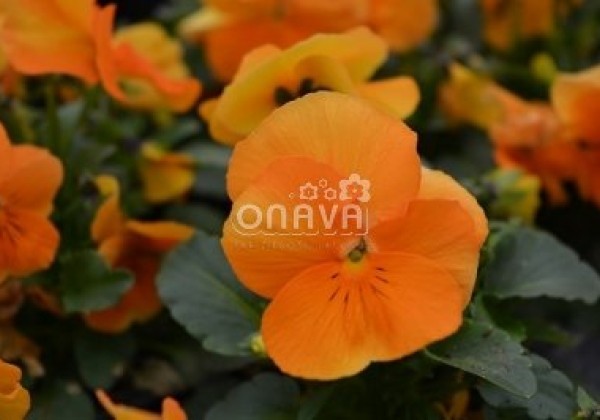 Viola cornuta Twix Tangerine