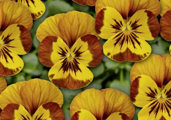 Viola cornuta Twix Terracotta