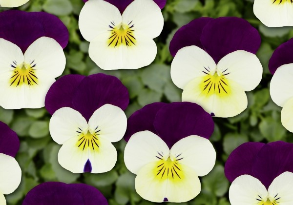 Viola cornuta Twix Tricolor