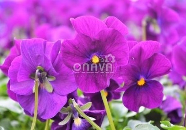 Viola cornuta Twix Violet