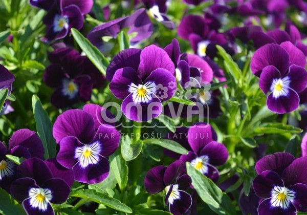 Viola cornuta Twix Violet Flare