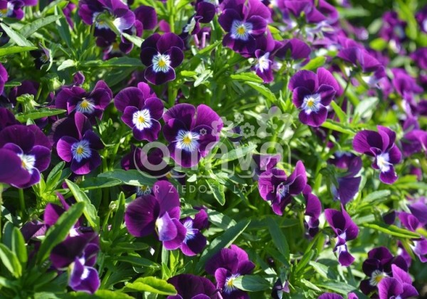 Viola cornuta Twix Violet Flare