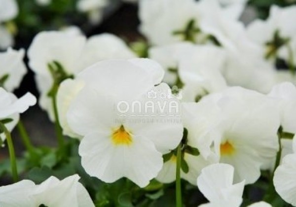 Viola cornuta Twix White