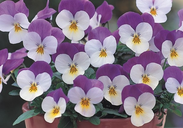 Viola cornuta Twix White Lilac Wing