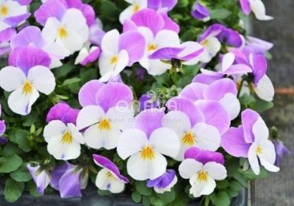 Viola cornuta Twix White Pink Wing