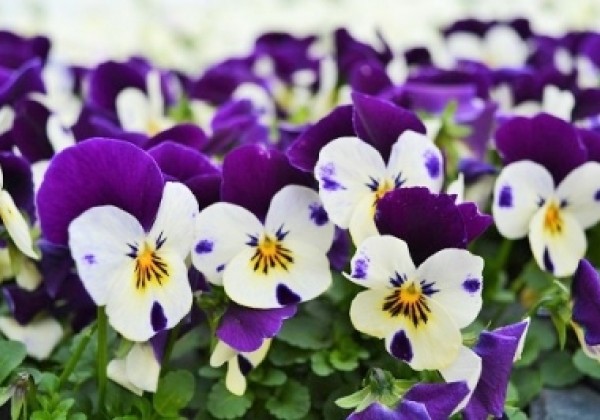 Viola cornuta Twix White Purple Wing