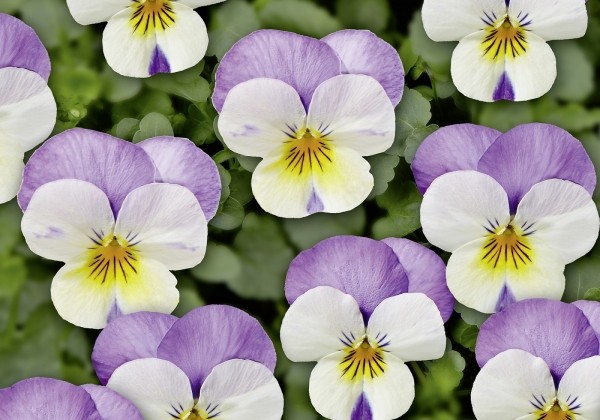 Viola cornuta Twix White Rose Wing