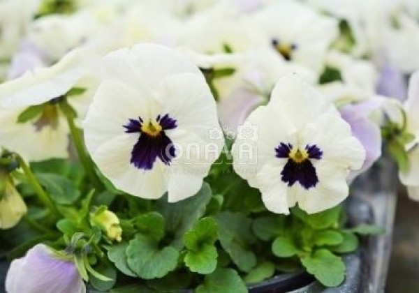 Viola cornuta Twix White with Eye