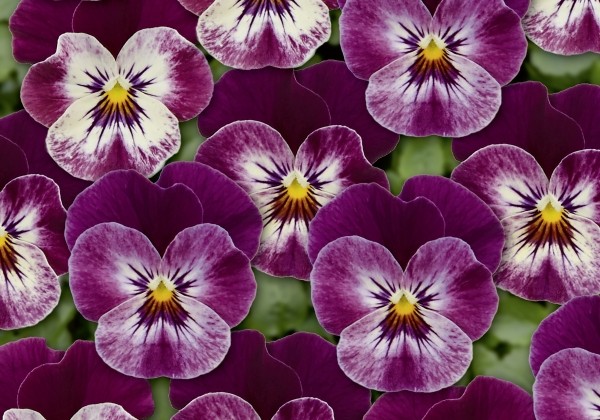 Viola cornuta Twix Wine Red Surprise
