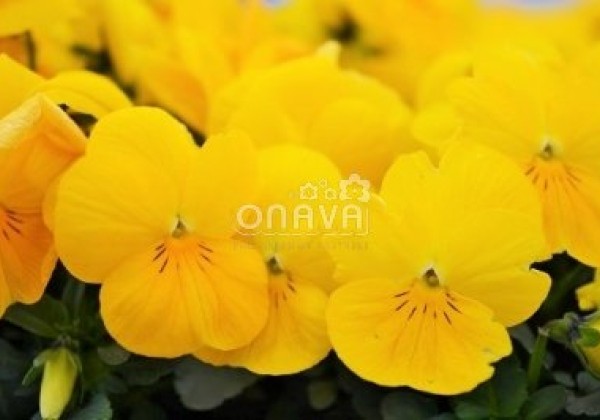 Viola cornuta Twix Yellow