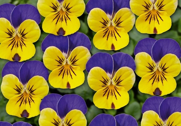 Viola cornuta Twix Yellow Blue Wing