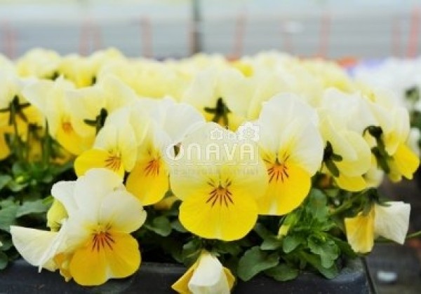 Viola cornuta Twix Yellow Frost