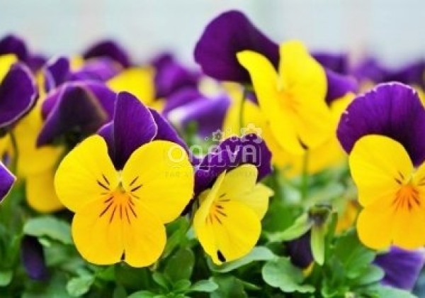 Viola cornuta Twix Yellow Purple Wing