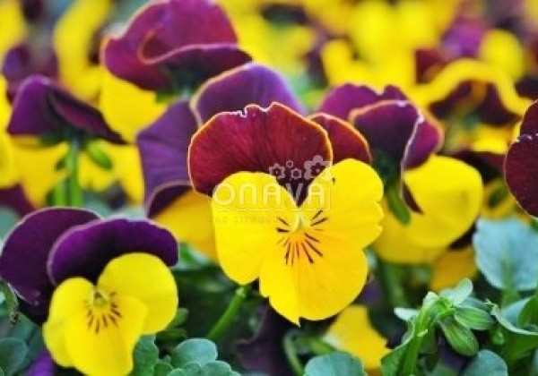 Viola cornuta Twix Yellow Red Wing