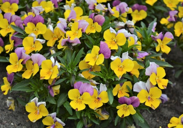 Viola cornuta Twix Yellow Rose Wing