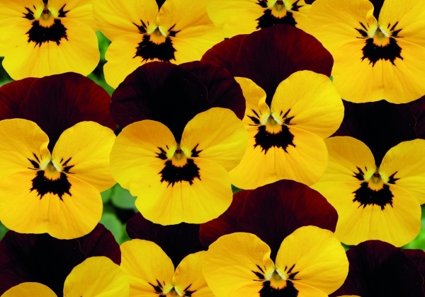 Viola cornuta Twix Yellow Eye Red Wing