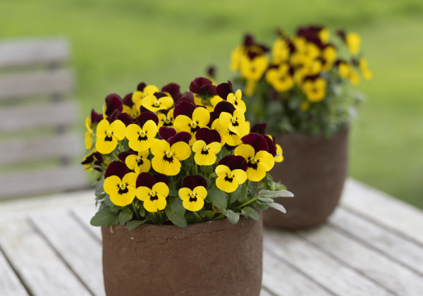 Viola cornuta Twix Yellow Eye Red Wing