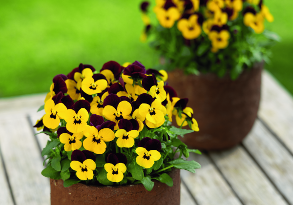 Viola cornuta Twix Yellow Eye Red Wing