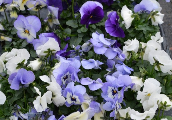 Viola cornuta Twix Ocean Mix