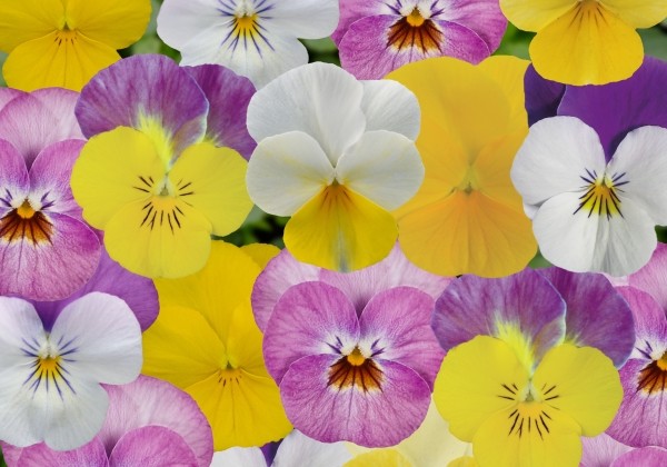 Viola cornuta Twix Pink Lemonade Mix