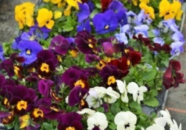 Viola cornuta Twix Mix with Eye