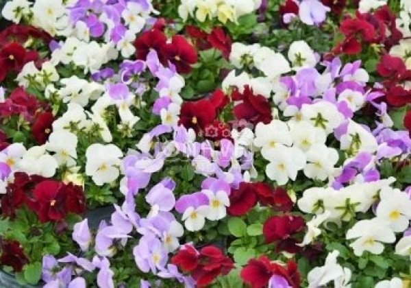 Viola cornuta Twix Rosy Mix