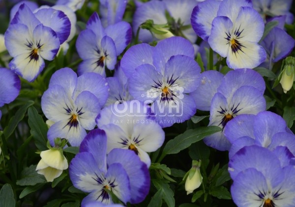 Viola cornuta Twix Special Coconut Swirl
