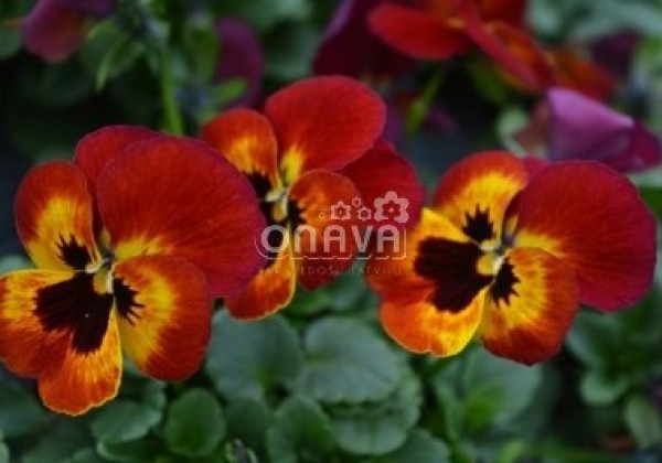 Viola cornuta Twix Special Fire