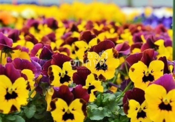 Viola cornuta Twix Special Gold Red Wing