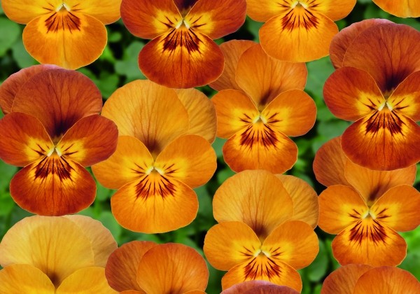 Viola cornuta Twix Special Honey