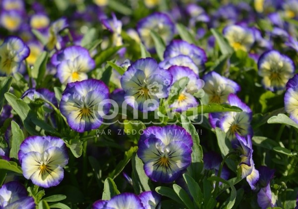 Viola cornuta Twix Special Lemon Swirl