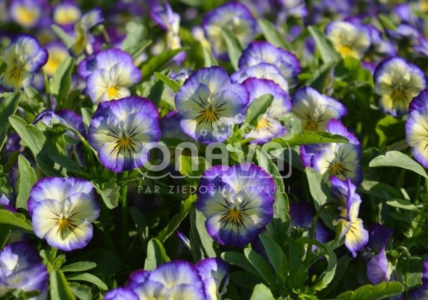 Viola cornuta Twix Special Lemon Swirl