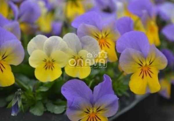Viola cornuta Twix Special Morpho