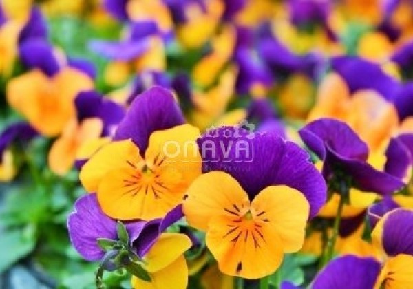 Viola cornuta Twix Special Orange Purple Wing