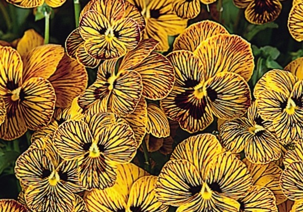 Viola cornuta Twix Special Tiger Eye