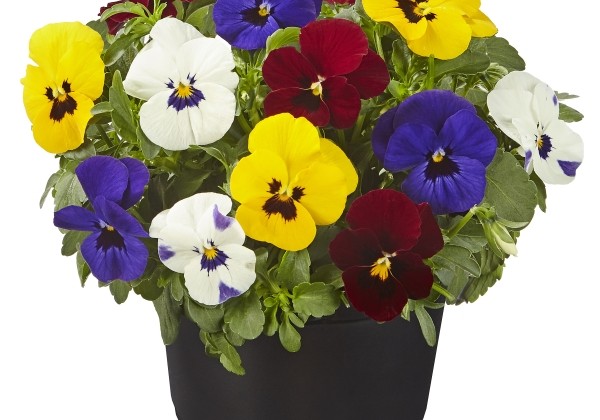 Viola cornuta Twix for Mix Basic