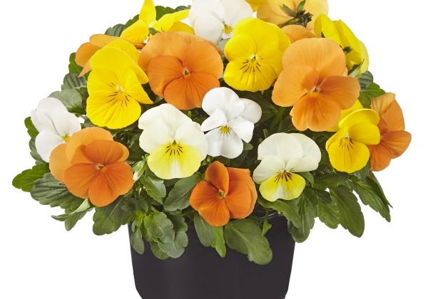 Viola cornuta Twix for Mix Citrus