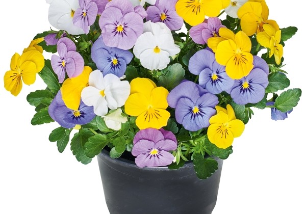 Viola cornuta Twix for Mix Clear Colours