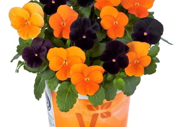 Viola cornuta Twix for Mix Halloween